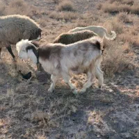 میش