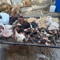 کله پاچه دل و جیگر و دومبه کشتارهمین حالا فروشی