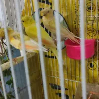 قناری نر|پرنده|مشهد, شهید قربانی|دیوار