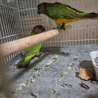 یک‌جفت طوطی سنگال
