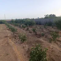 زمین باغی دارای مجوز ویلاسازی(مناسب سرمایه گذاری)|فروش زمین و ملک کلنگی|صفادشت, |دیوار