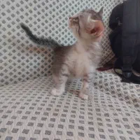 بچه گربه|گربه|اردبیل, |دیوار