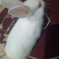 خرگوش