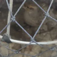 بلدرچین محلی معاوضه با نوک قنار و تیدی کبوتر|حیوانات مزرعه|بندرعباس, |دیوار