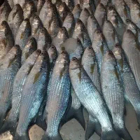 مرغ منجمد و ماهی جنوب تازه|خوردنی و آشامیدنی|نیشابور, کوی فرهنگیان|دیوار