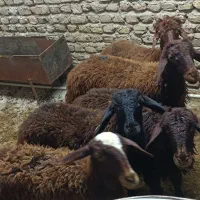 قوچ وبره افشار|حیوانات مزرعه|گنبد کاووس, |دیوار