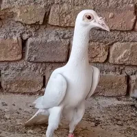 کفتر نر سفید کاریر اصل