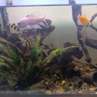 ماهی اکواریوم