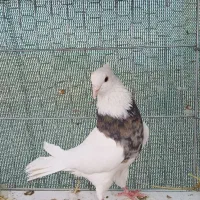 طوقی آجیلی|پرنده|مبارکه, |دیوار