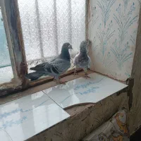 دو عدد کبوتر|پرنده|رشتخوار, |دیوار