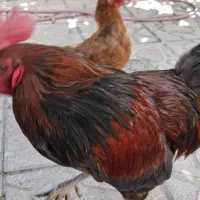 خروس محلی چاق وقفس اهنی