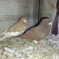 شهری بهبهونی|پرنده|شیراز, حومه شیراز|دیوار