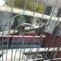 سه جف آوازخوان