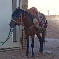 اسب یورقه 5 سال|اسب و تجهیزات اسبسواری|مهاباد (آذربایجان غربی), |دیوار