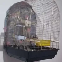 فنچ گورخری|پرنده|ارومیه, |دیوار