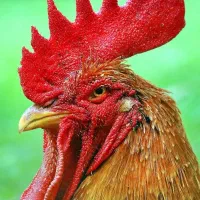 خروس محلی درست و جوان  و یکی خروس زینتی