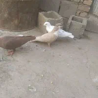 کفتر معاوضه