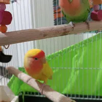 طوطی برزیلی جفت