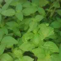 سبزی مارکت خرشتی کلم پلو اش غیره