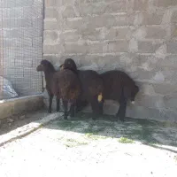 بره نر و ماده