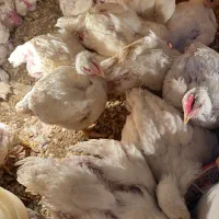 مرغ گوشتی|حیوانات مزرعه|رشت, آتشگاه|دیوار