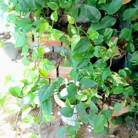 گل و گیاه|گل و گیاه طبیعی|قائم‌شهر, |دیوار