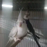عروس هلندی مولد