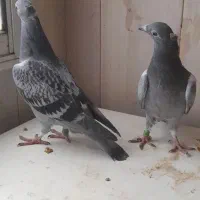 پلاکی کاکلی|پرنده|شوشتر, |دیوار