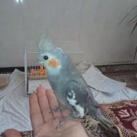 عروس هلندی