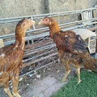 جوجه لاری ومعمولی