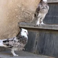 کفتر جوجه حندقی و جوجه پلاس یزدانشهر