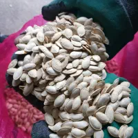تخمه کدو|خوردنی و آشامیدنی|شیراز, شهرک نیروی انتظامی|دیوار