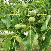 نیاز به گردو تکان (جوز چالان)