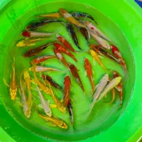 کوهاکو و یامابوکی و پلاتینیوم