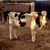 گاو شیری هلشتاین