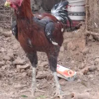 خروس لاری|حیوانات مزرعه|زرند, |دیوار