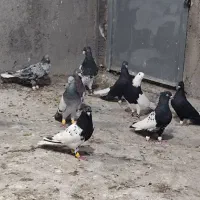 بهبونی رنگی