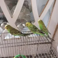 مرغ عشق فروشی