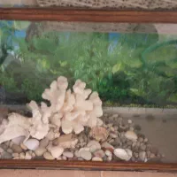 آکواریم ماهی