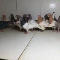 ماده رنگی پرشی ۳۰تایی