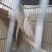 فروش عروس هلندی مولد وجوجه طوطی برزیلی وگرینچیک