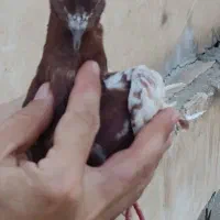 کفتر پرشی و رنگی|پرنده|تهران, شوش|دیوار