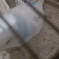 مرغ عشق گمشده