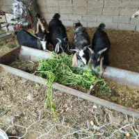 بیگ|حیوانات مزرعه|دزفول, |دیوار