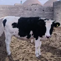 تلیسه وگوساله