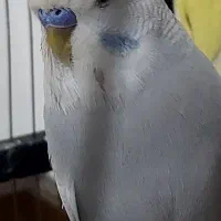 مرغ عشق انگلیسی معاوضه با قناری|پرنده|تهران, سهروردی|دیوار