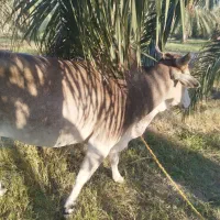 کاوه چاگ چله|حیوانات مزرعه|مهرستان, |دیوار