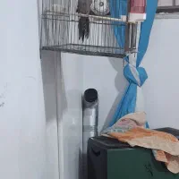 فروش عروس هلندی سخنگو دستی