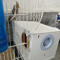 عروس هلندی نر و ماده جفت دوساله|پرنده|ارومیه, |دیوار