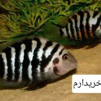 سیچلاید گورخری